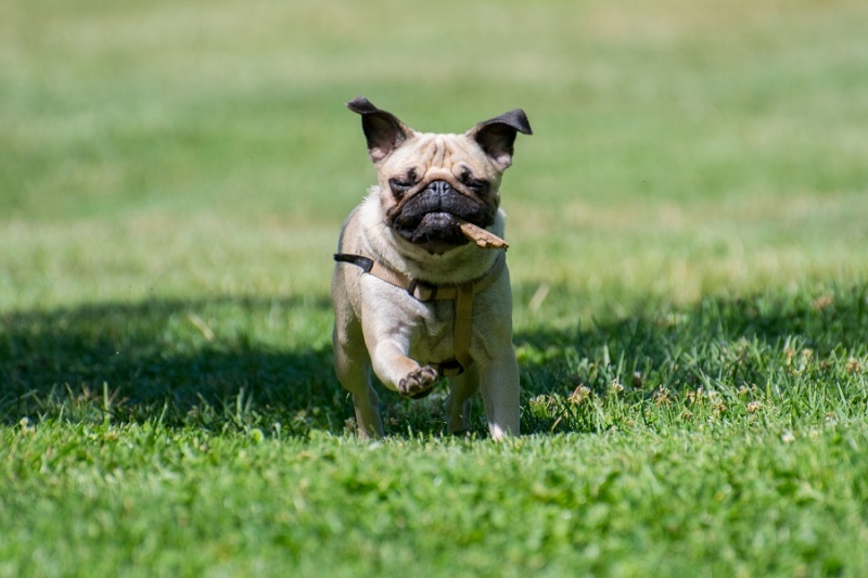 Pet boarding & grooming in Spring Lake, NC