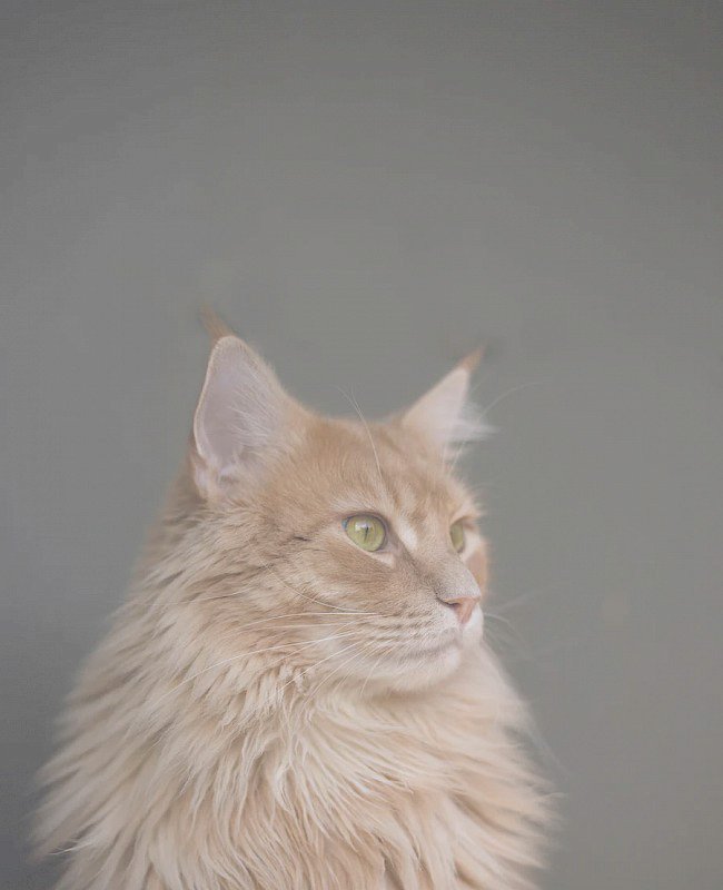 Cat vet in Spring Lake, NC