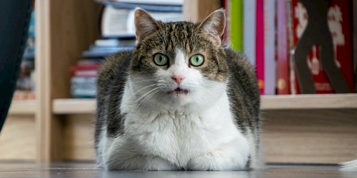 Cat vet in Spring Lake, NC