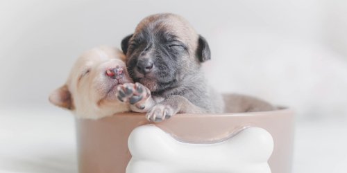 Puppy & kitten vet in Spring Lake, NC