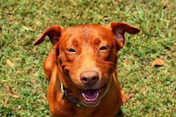 Dog vet in Spring Lake, NC