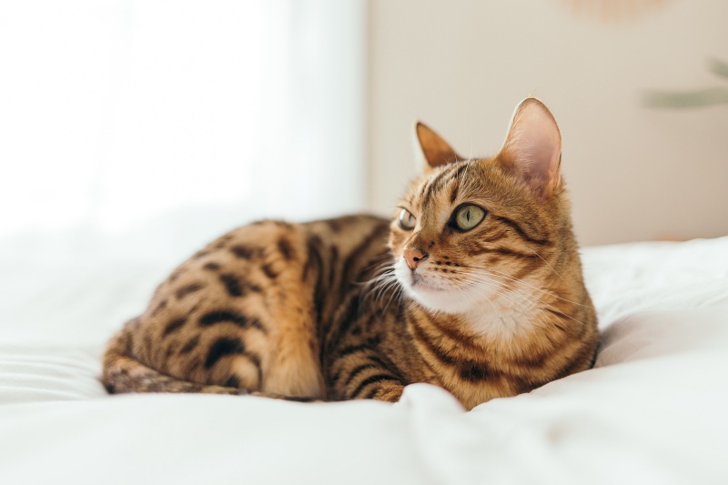 cat on a bed